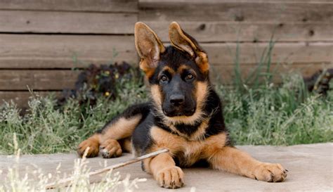 German Shepherd Breed Guide Photos Traits And Care Bark Post