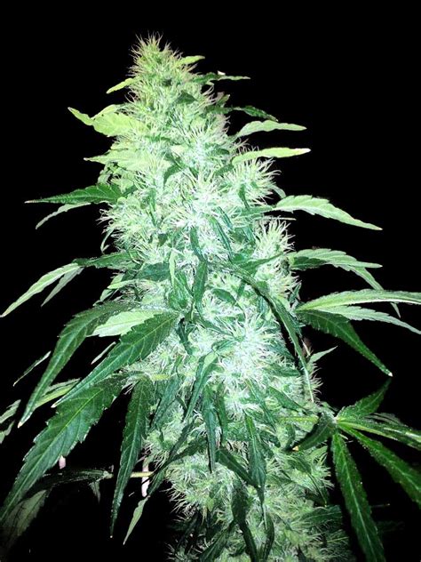 Feb 04, 2020 · i have 1000watt quantum board on a heigh of 1.20meter (is it good distance) it has dimmer control so how to control it? How To Get To Harvest Faster | Grow Weed Easy