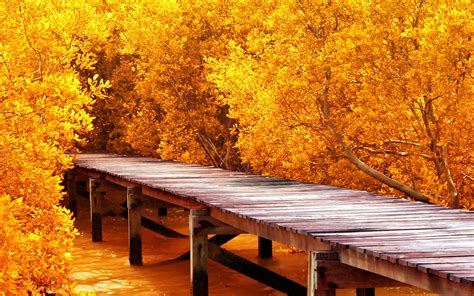 Autumn Yellow Trees Wallpaper Nature And Landscape Wallpaper Better