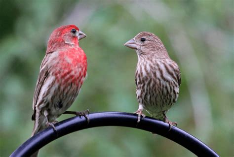 21 Common Birds Of North Carolina Birding Insider