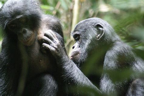 Bonobos Unusual Success Story Max Planck Society