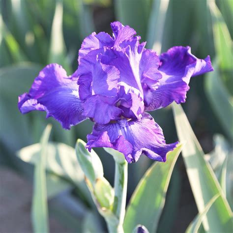Many of hybrid origin, species native to northern temperate regions; Purple Reblooming Bearded Iris Rhizome for Sale | Iris ...