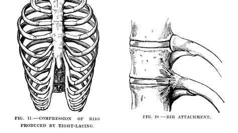 They articulate with the vertebral column. Picture Of What Is Under Your Rib Cage - Rib Cage Anatomy ...