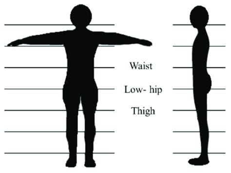 Human Body Ratio The Waist Lower Hip And Thigh Areas Are Indicated