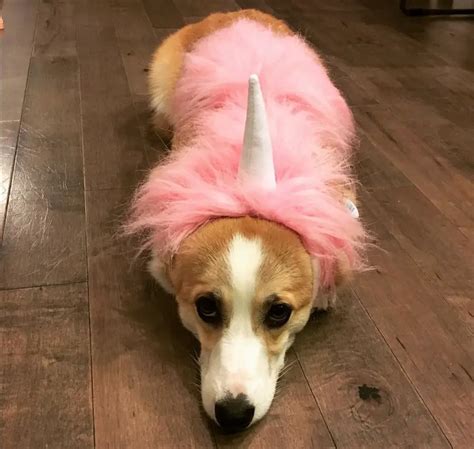 85 Funny Corgis In Halloween Costumes Page 20 Of 21 The Paws