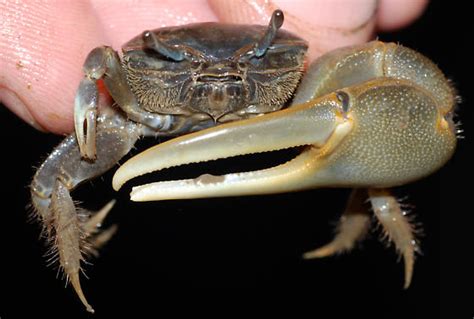 Mud Fiddler Crab Uca Pugnax Bugguidenet