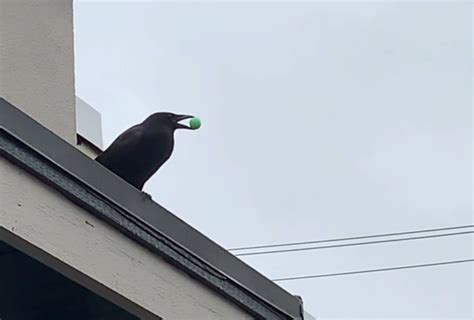 Video Captures Crow Playing With Bouncy Ball In Vancouver Vancouver