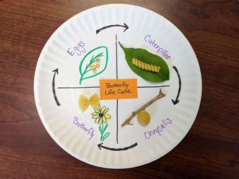 Make A Model Of A Butterflys Life Cycle Butterfly Life Cycle Life