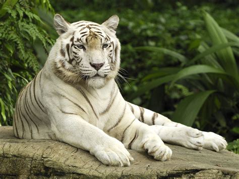 Worldimage4u Nature Wild Animals The White Tigers