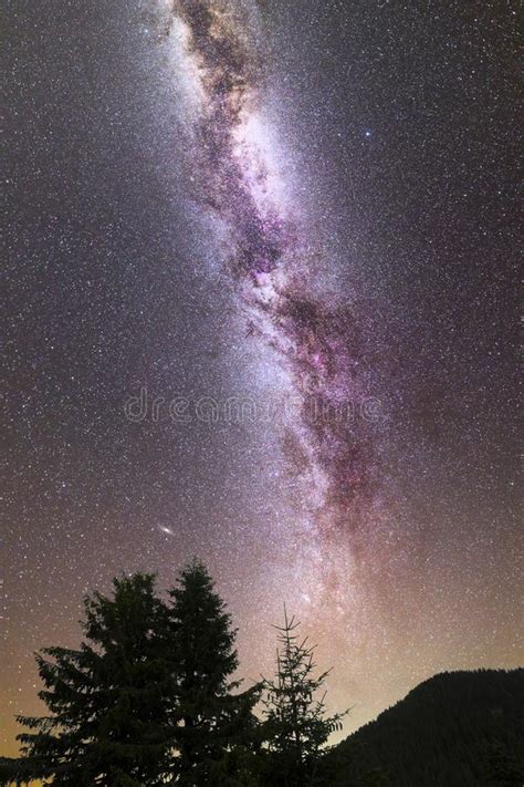 Purple Milky Way Falling Stars Pine Trees Silhouette Stock Image