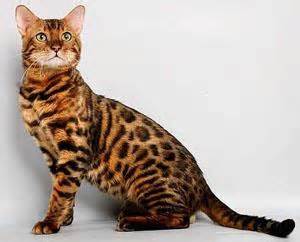 And thanks to my customer for this idea! Cat Breed Notes - Vettech 1020 with Julie at Macomb ...