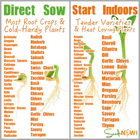 Getting Started Guide To Starting Seeds Indoors