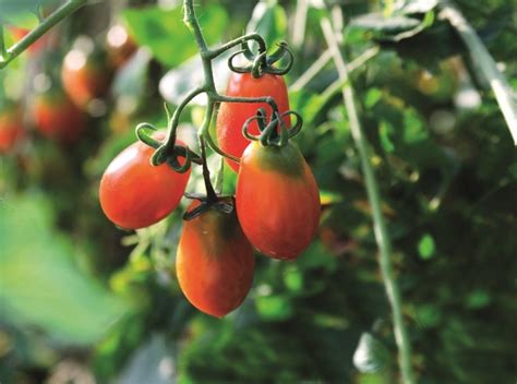 Aprenda A Podar Tomateiros