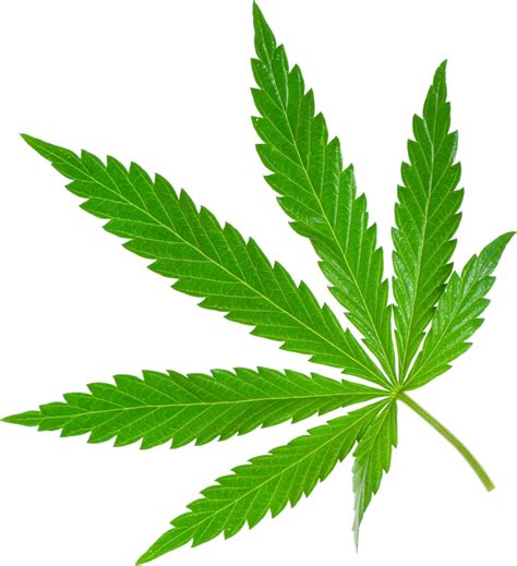 Weed Png Image Purepng Free Transparent Cc Png Image Library Images