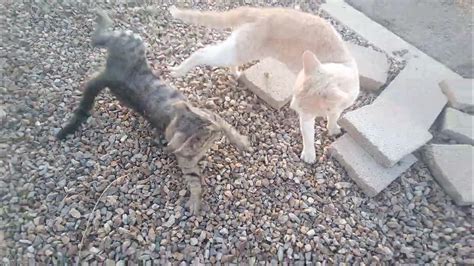 vicious cat fight 🐈🐱🐾😿🙀🐈‍⬛ #catfight - YouTube