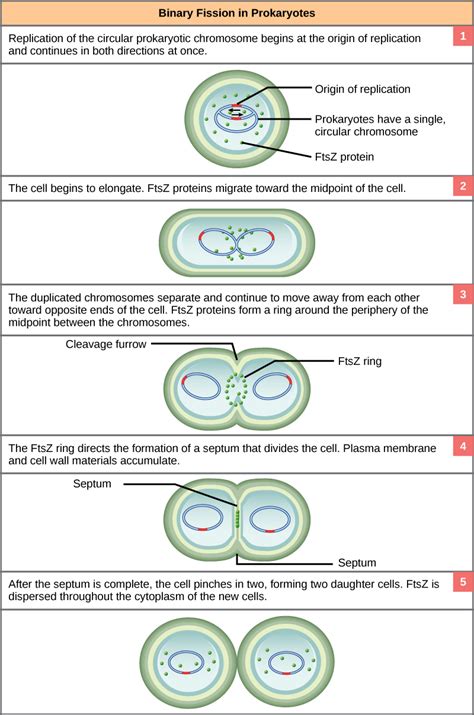 Cell Division Bacterial Biology Libretexts