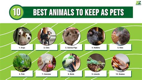 The 10 Best Animals To Keep As Pets A Z Animals