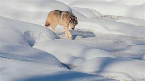 What Gray Wolves Endangered Species Status Means For Minnesota Mpr News