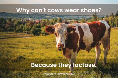 60 Udderly Hilarious Cow Jokes And Puns Punme