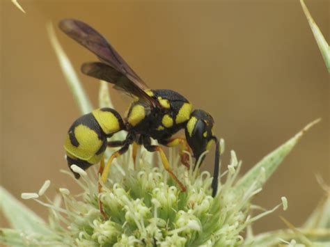 Parodontodynerus Ephippium Eumeninae Potter Wasps Flickr