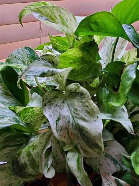 If the leaves of the jade plant change color, this is an alarm signal for most hobby gardeners. Pothos leaves wrinkling and yellowing : plantclinic