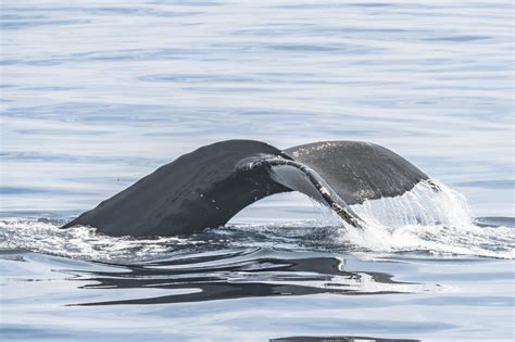 Gray Whale Migration Season Kicks Off The Santa Barbara Independent