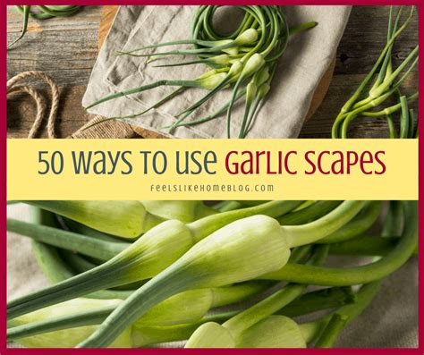 What Is A Garlic Scape And How To Use One