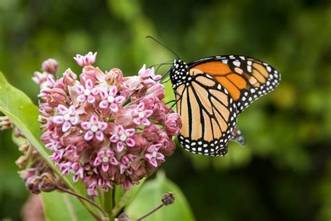 Milkweed — Blogs Pictures And More On Wordpress