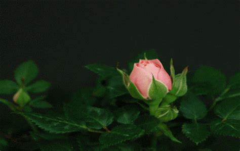 Flower Gifs Find Share On Giphy