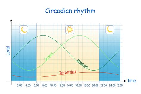 Circadian Rhythm Human Biological Clock Stock Illustration Download