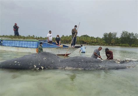 Indonesien Toter Wal Hat 1000 Plastik Stücke In Seinem Magen