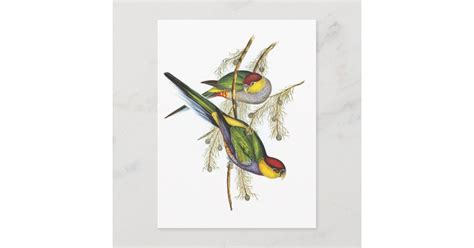 Parakeet Vintage Bird Art Postcard Zazzle