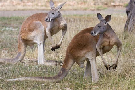 Outback Australia Kangaroos Kangaroo Australia Kangaroo Australia