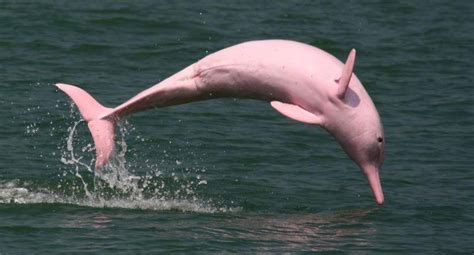 Extremely Rare Pink Dolphin Spotted In Louisiana River With Her Pink Calf