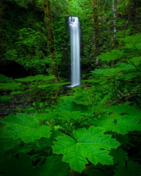 Waterfalls Surrounded By Green Plants · Free Stock Photo