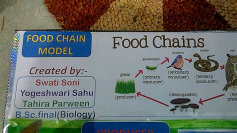 Food Chain Model In Hindi Youtube