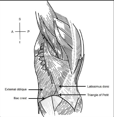 Figure 24 From Anatomical Variations Of The Thoracolumbar Nerves With
