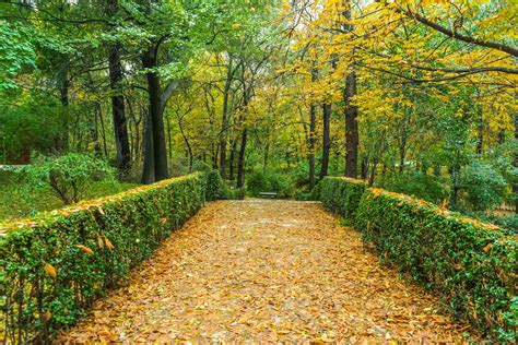 Path With Dry Leaves Between Colorful Autumn Trees Forest I Suddenly