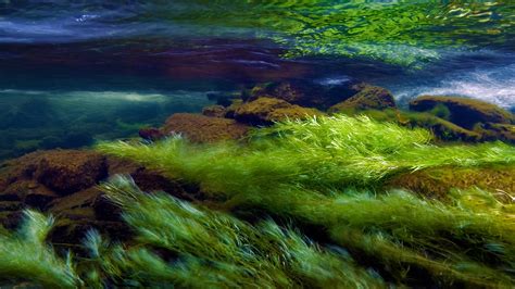 Snowdonia Algae Bing Wallpaper Download
