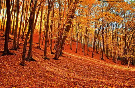 Forest Orange Wallpapers Top Free Forest Orange Backgrounds
