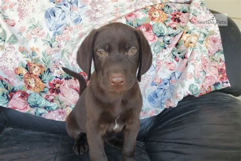 We realize that not every household. Twix: Labrador Retriever puppy for sale near Los Angeles, California. | ea6f8ee1-e0a1