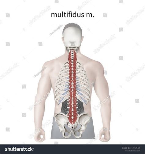 3d Medical Illustration Explain Multifidus Muscle Stock Illustration