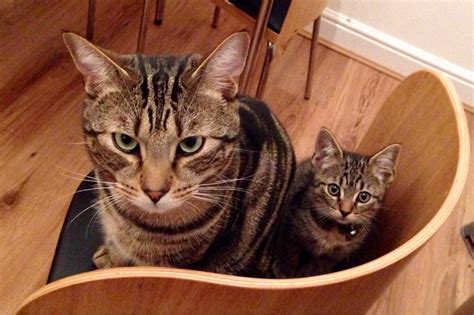 30 Great Pictures Of Cats With Their Mini Me We Love Cats And Kittens