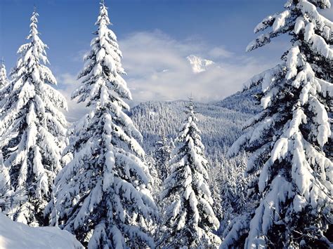 Snowy Trees Wallpapers Top Free Snowy Trees Backgrounds Wallpaperaccess