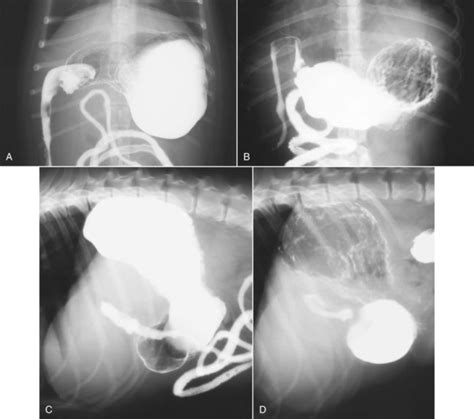 The Stomach Veterian Key