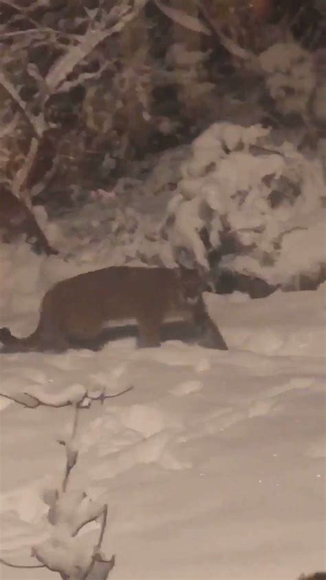 Cougar Sighting In Anmore Backyard House Cat House Backyard Photograph Anmore Resident