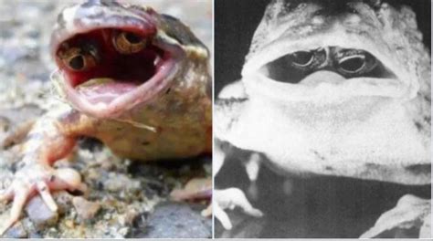 Frogs With Their Eyes Inside Their Mouths Rmutations