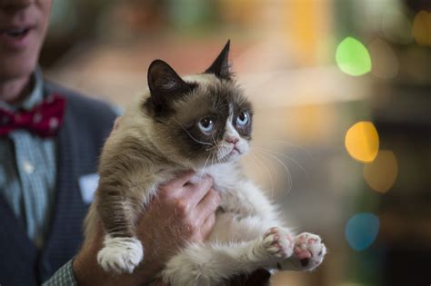 Should You Watch ‘grumpy Cats Worst Christmas Ever A