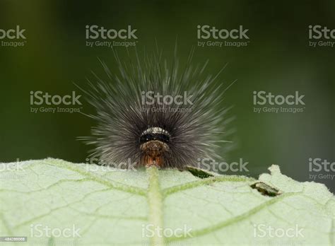 Black And White Hairy Caterpillar With Strange Mouth Parts Asia Stock