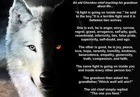 The One You Feed Wolf Quotes American Quotes Two Wolves
